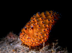TOUCH DOWN - Janolus sp. by Ton Ghela 